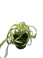 Bonnie Curly Spider Plant - Easy Clean Air Plant - 3.75" Pot
