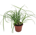 Ponytail Palm - 2.5" pot - Beaucarnea - Great Indoors!