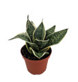 Sunny Star Birdsnest Snake Plant - Sanseveria- 4" Pot