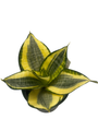 Sunny Star Birdsnest Snake Plant - Sanseveria- 4" Pot