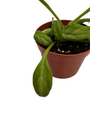 Piccolo Asian Violet - Primulina - 2.5" Pot - Everblooming House Plant