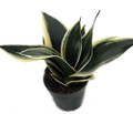 Black Star Birdsnest Snake Plant - Sanseveria - 3.7" Pot