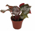 Starry Night Begonia Plant - 3.7" Pot - Terrarium/Fairy Garden/Houseplant/Bonsai