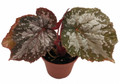 Starry Night Begonia Plant - 3.7" Pot - Terrarium/Fairy Garden/Houseplant/Bonsai