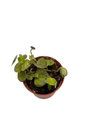 Bitcoin Chinese Money Plant -  Peperomia coin - 2.5" Pot