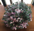 Bolivian Pink Jewel - Turtle Vine - Inch Plant - Callisia repens - 4" Mini Hanging Basket