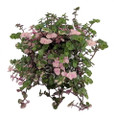 Bolivian Pink Jewel - Turtle Vine - Inch Plant - Callisia repens - 4" Mini Hanging Basket