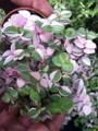 Bolivian Pink Jewel - Turtle Vine - Inch Plant - Callisia repens - 4" Mini Hanging Basket