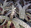 Leopard Plant - Silver Squill - Scilla violacea - 2.5" Pot -  Easy Houseplant