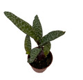 Leopard Plant - Silver Squill - Scilla violacea - 2.5" Pot -  Easy Houseplant