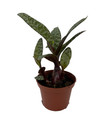 Leopard Plant - Silver Squill - Scilla violacea - 2.5" Pot -  Easy Houseplant