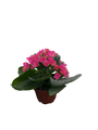 Magenta/Dark Pink Kalanchoe - 2.5" Pot - In Bud and Bloom