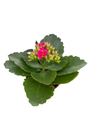 Magenta/Dark Pink Kalanchoe - 2.5" Pot - In Bud and Bloom