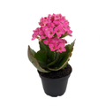 Pink Kalanchoe - 2.5" Pot - In Bud and Bloom / Easy House Plant