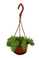 Burro's Tail Succulent - 4" Mini Hanging Basket - Sedum morganianum