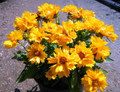 Presto Coreopsis Tickseed Perennial Plant - Gallon Pot