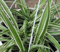 Reverse Variegated Spider Plant - Cleans the Air - 2.5" pot