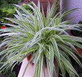 Reverse Variegated Spider Plant - Cleans the Air - 2.5" pot