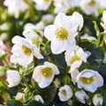 Gold Collection® Jacob - Stunning - Christmas Rose- Helleborus- Gallon Pot