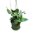 Floating Heart Fern - Hemionitis arifolia - 6" Hanging Basket