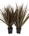 Magenta Madagascar Dragon Tree - Dracaena marginata - 2 Plants 3" Pots