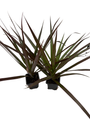 Magenta Madagascar Dragon Tree - Dracaena marginata - 2 Plants 3" Pots