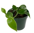 Vanilla Vine Orchid Plant - Vanilla planifolia - 4" pot - Source of Vanilla Oil