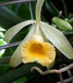 Vanilla Vine Orchid Plant - Vanilla planifolia - 4" pot - Source of Vanilla Oil
