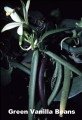 Vanilla Vine Orchid Plant - Vanilla planifolia - 4" pot - Source of Vanilla Oil