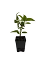 Issai Kiwi Vine - Hardy - Self Fruitful Female Variety - 2.5" Pot