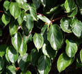 Issai Kiwi Vine - Hardy - Self Fruitful Female Variety - 2.5" Pot
