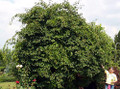 Issai Kiwi Vine - Hardy - Self Fruitful Female Variety - 2.5" Pot