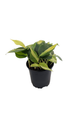 Brazil Philodendron 4" Pot - Easy Houseplant - Low Light