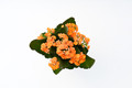 Orange Calandiva Plant - 2.5" Pot - Kalanchoe - Vivid Double Orange Blooms!