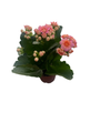 Pink Calandiva Plant - 2.5" Pot - Kalanchoe - Double Pink Blooms