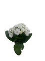 White Calandiva Plant - 2.5" Pot - Kalanchoe - Bright White Double Blooms