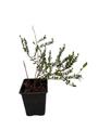 Ben Lear Cranberry Bush - Large / Early Fruiting - 3.25" Pot