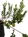 Ben Lear Cranberry Bush - Large / Early Fruiting - 3.25" Pot