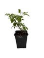 Wild Elderberry Shrub - Sambucus canadensis - 3.25" Pot