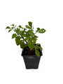 Wild Elderberry Shrub - Sambucus canadensis - 3.25" Pot