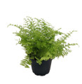 Cotton Candy Fern - Nephrolepis exaltata 'Marisa' -2.5" Pot - Fairy Gardens
