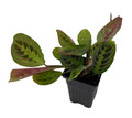 Hirt's Red Prayer Plant - Maranta - 4" Pot