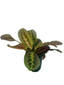 Hirt's Red Prayer Plant - Maranta - 4" Pot
