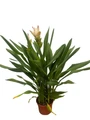 Siam Shadow Tulip Plant - Curcuma alismatifolia - 4" Pot