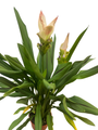 Siam Shadow Tulip Plant - Curcuma alismatifolia - 4" Pot