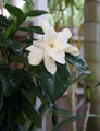 Double HeavenScent Tahitian Gardenia - Intoxicating Scent - 4" Pot