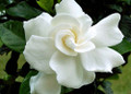 Double HeavenScent Tahitian Gardenia - Intoxicating Scent - 4" Pot