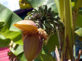 Ohio Grown Winter Hardy Basjoo Banana Plant - Musa - 2.5" POT