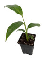 Ohio Grown Winter Hardy Basjoo Banana Plant - Musa - 2.5" POT