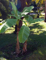 Ohio Grown Winter Hardy Basjoo Banana Plant - Musa - 2.5" POT
